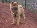 djago_w (26)